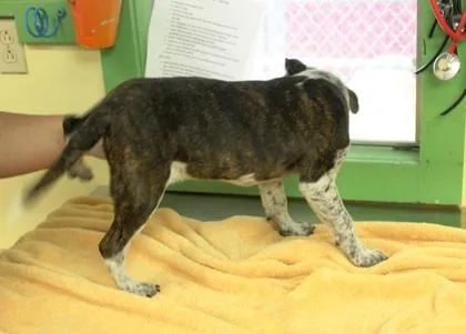 Dottie thumbnail 2