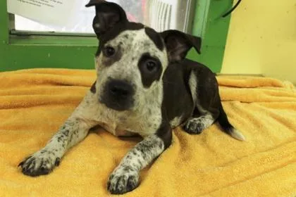 Dottie thumbnail 3