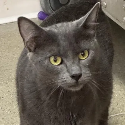An adult medium-sized female Gray / Blue / Silver Domestic Short Hair cat named Haze for adoption in Rochester, MN