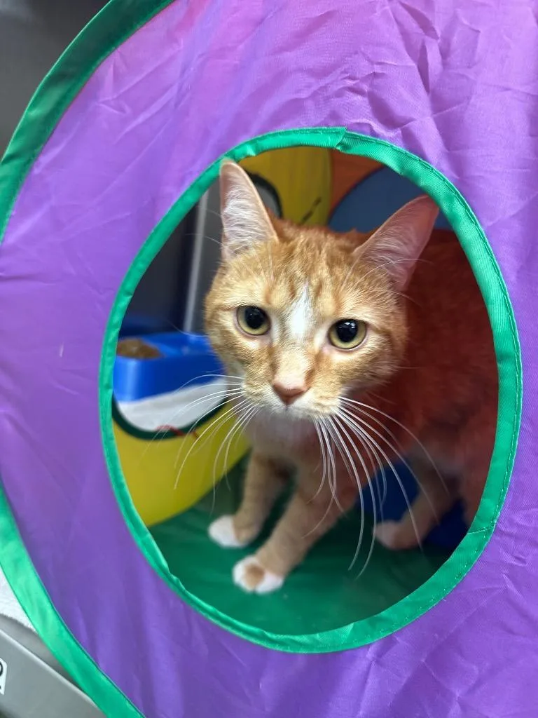 A baby small-sized female Domestic Short Hair cat named Cindy Lou Who for adoption in Jonesboro, AR