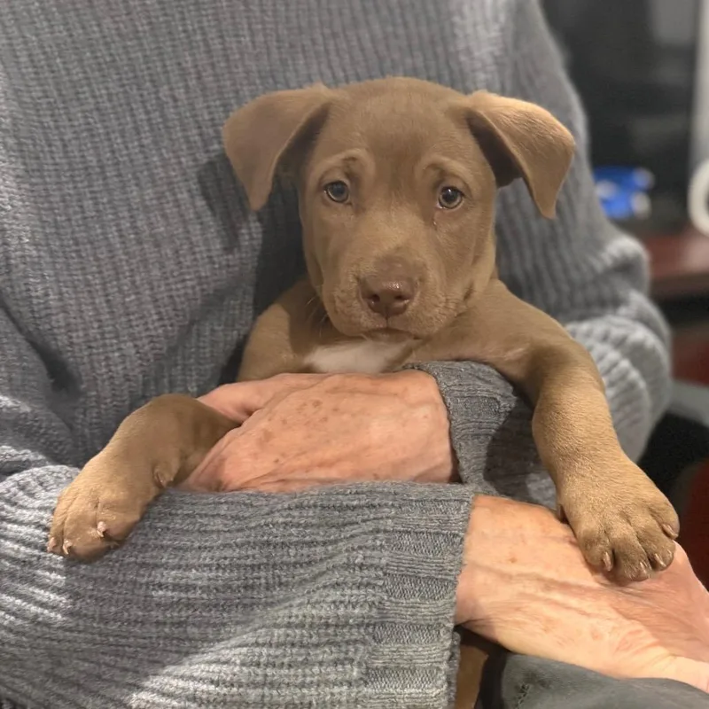 A baby small-sized male Brown / Chocolate Mixed Breed dog named Fridge for adoption in Wappingers Falls, NY