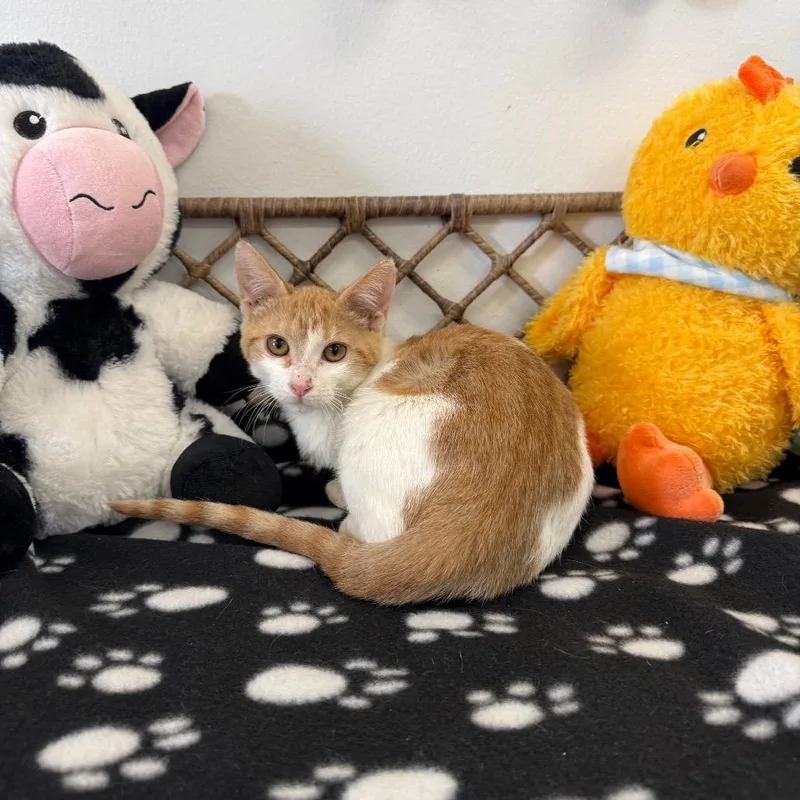 A baby small-sized female Orange / Red Domestic Short Hair cat named Tori for adoption in Houston, TX