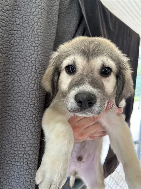 A baby large-sized male Anatolian Shepherd dog named Yeet for adoption in Cookeville, TN
