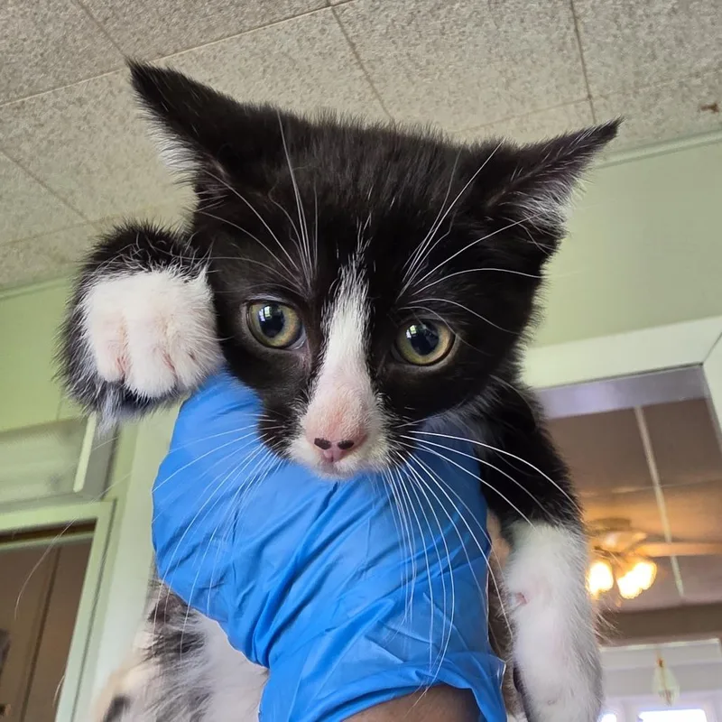 A baby small-sized female Black Domestic Short Hair cat named Snacks for adoption in Troy, IL