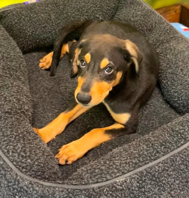 A baby medium-sized male Rottweiler dog named Tristan for adoption in Little Rock, AR