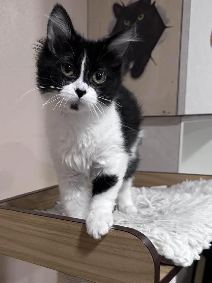 A young medium-sized female Black & White / Tuxedo Domestic Medium Hair cat named Cinder for adoption in Grand Forks, ND