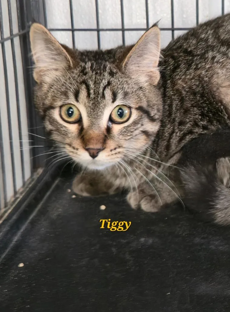 Tiggy thumbnail 2