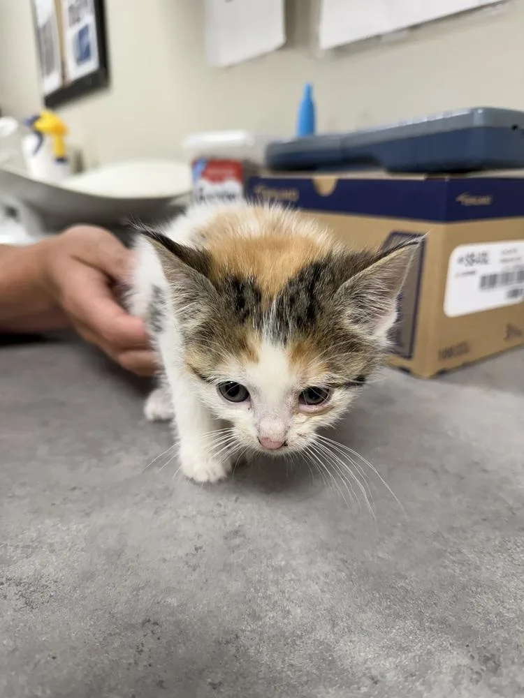 A baby small-sized female Orange & White Domestic Short Hair cat named Topaz for adoption in Bemidji, MN