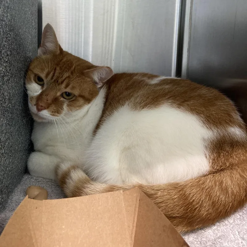 An adult medium-sized female Domestic Short Hair cat named Tower for adoption in Greensboro, NC