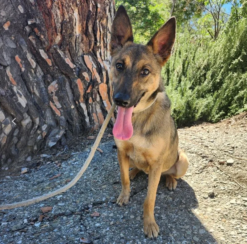 A baby medium-sized female Shepherd dog named Molly for adoption in Tehachapi, CA
