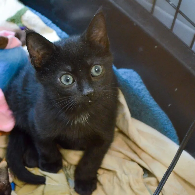 A young medium-sized male Black Domestic Short Hair cat named Abita Rootbeer for adoption in New York, NY