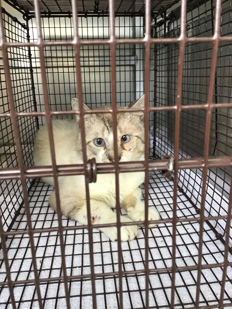 A young small-sized male Siamese cat named Yul for adoption in New Braunfels, TX