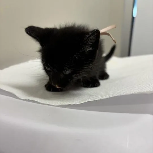 A baby small-sized female Black Domestic Short Hair cat named Ms. Laura for adoption in Chattanooga, TN