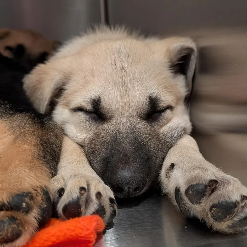 A baby small-sized male German Shepherd Dog dog named Scout for adoption in Asheville, NC