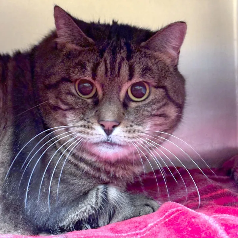 An adult large-sized female Brown / Chocolate Domestic Medium Hair cat named April for adoption in Providence, RI