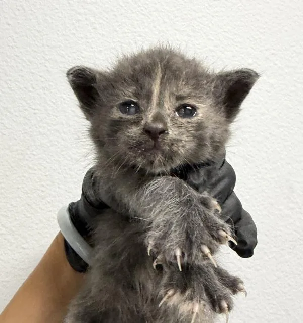 A baby small-sized female Domestic Short Hair cat named Princess Penny for adoption in San Diego, CA