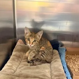 A baby small-sized female Orange / Red Domestic Short Hair cat named Penny for adoption in Bastrop, TX