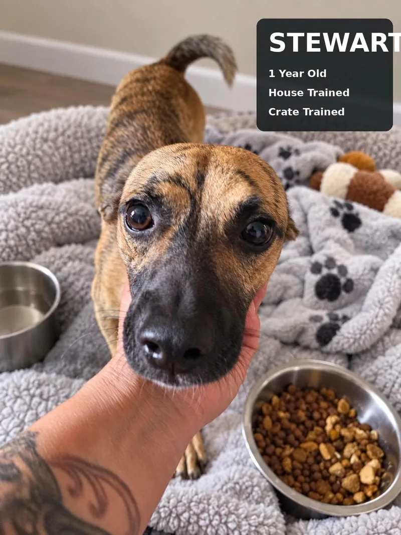 A young small-sized male Chihuahua dog named Stewart for adoption in Fort Worth, TX