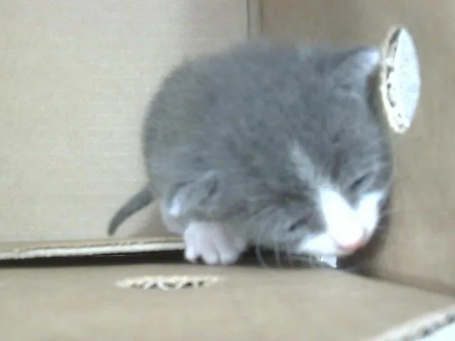 A baby medium-sized male Domestic Short Hair cat named Bud for adoption in Dallas, TX