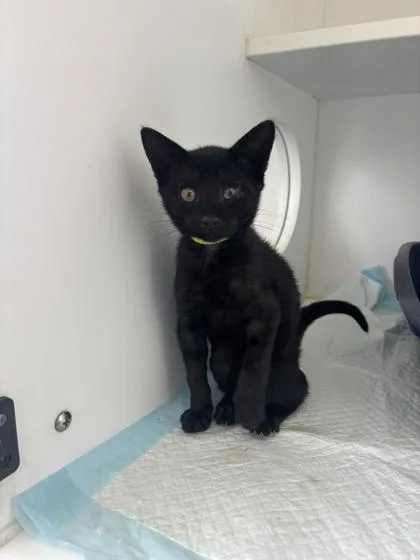 A baby small-sized male Domestic Short Hair cat named Fez for adoption in Manteo, NC