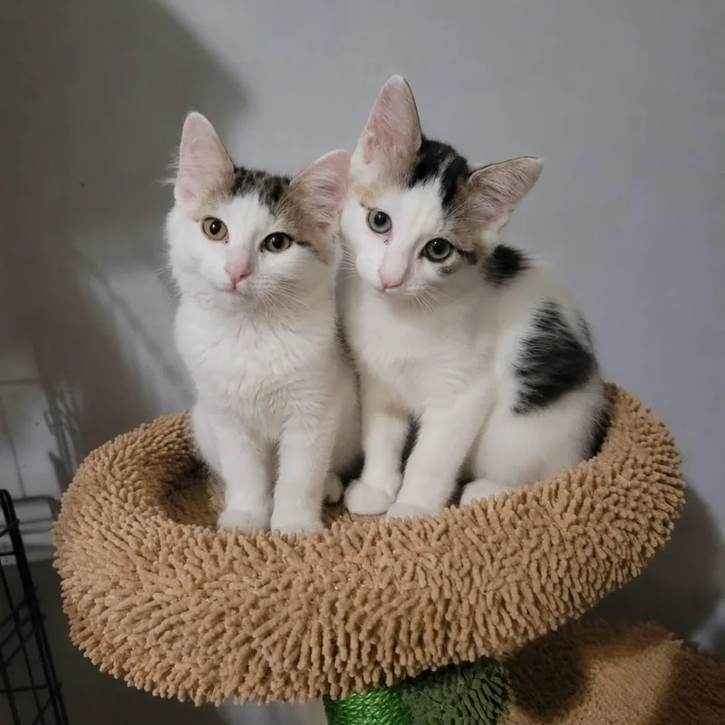 A baby medium-sized female White Domestic Short Hair cat named Madelyn for adoption in Queen Creek, AZ