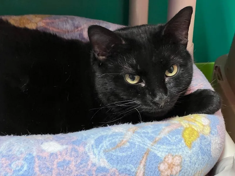 An adult medium-sized female Black Domestic Short Hair cat named Abigail for adoption in Topeka, KS