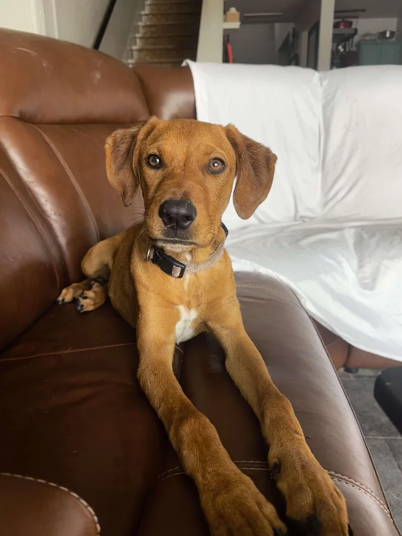 A young large-sized male Red / Chestnut / Orange Labrador Retriever dog named Clyde for adoption in San Antonio, TX
