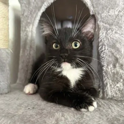 A baby medium-sized male Black & White / Tuxedo Domestic Short Hair cat named Blaze for adoption in Warr Acres, OK