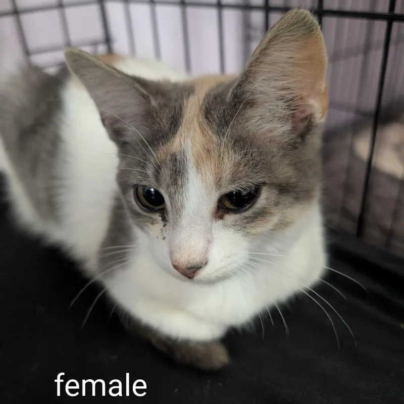 A baby small-sized female Calico Domestic Short Hair cat named Damselfly for adoption in West Plains, MO