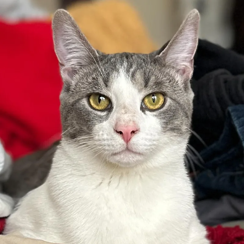A young medium-sized male Gray / Blue / Silver Domestic Short Hair cat named Rebel for adoption in Medina, OH