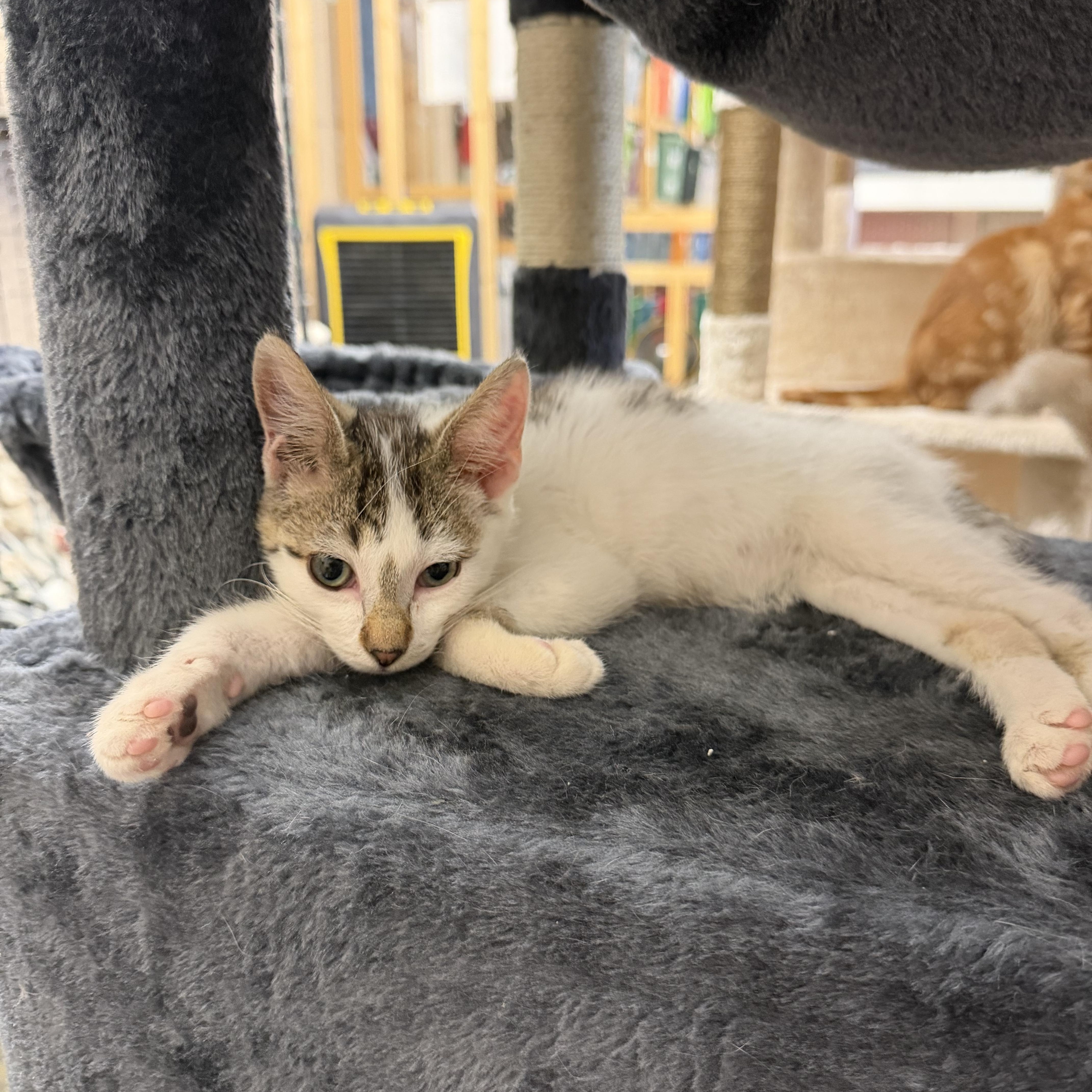 A baby small-sized male Tabby (Buff / Tan / Fawn) Domestic Short Hair cat named Mitch for adoption in Mauston, WI