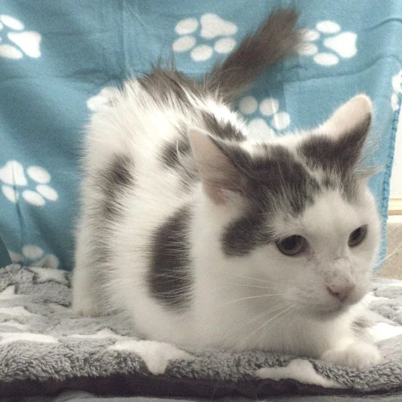An adult medium-sized female White Domestic Medium Hair cat named Baby for adoption in Carrollton, OH