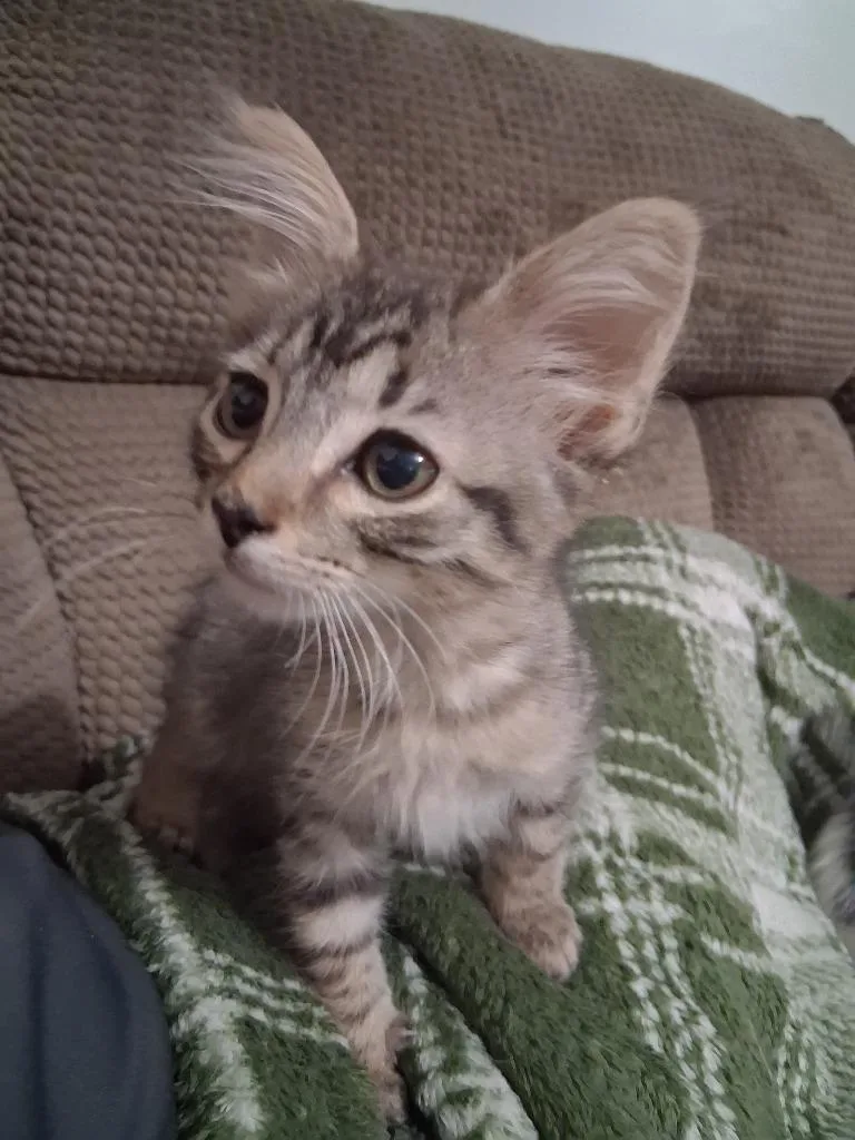 A baby large-sized male Domestic Medium Hair cat named Bubble for adoption in Darien, GA
