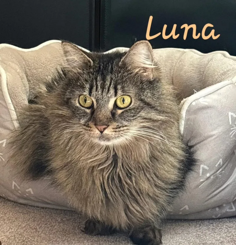 An adult large-sized female Domestic Long Hair cat named Luna for adoption in Canton, CT