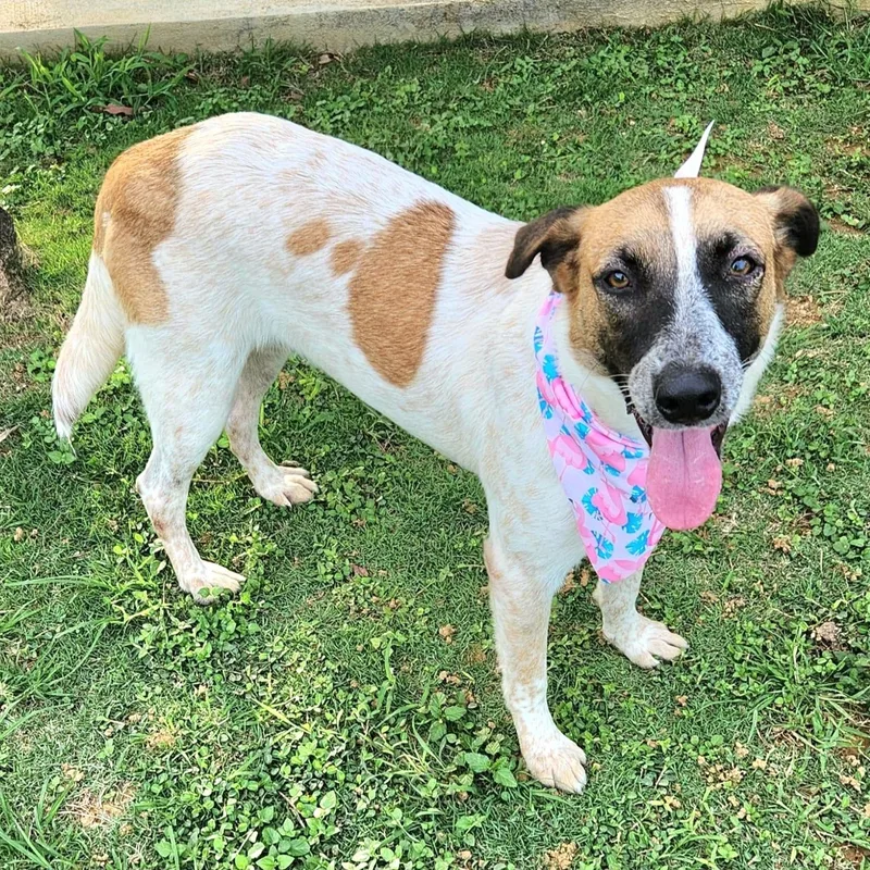 Clara Eve "i Am thumbnail 3