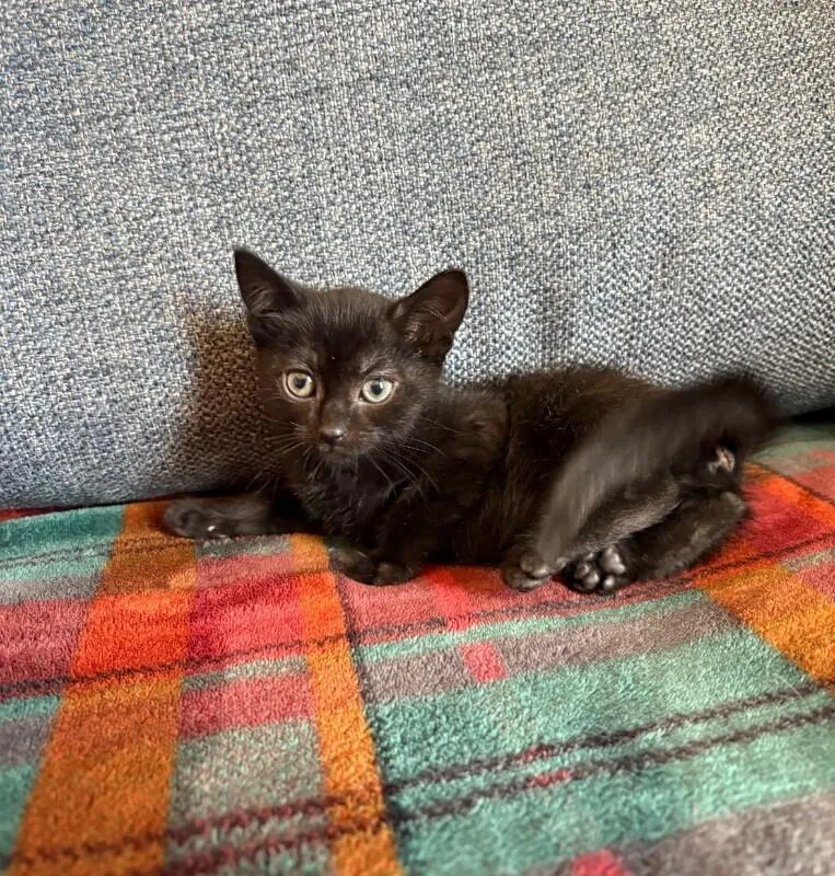A young medium-sized female Black Domestic Short Hair cat named Luna for adoption in North Babylon, NY