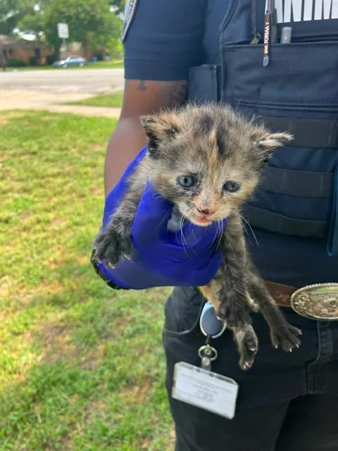 A baby small-sized female Domestic Short Hair cat named Hero for adoption in Dallas, TX