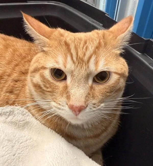 A young small-sized male Domestic Short Hair cat named Waffles for adoption in Golden, CO