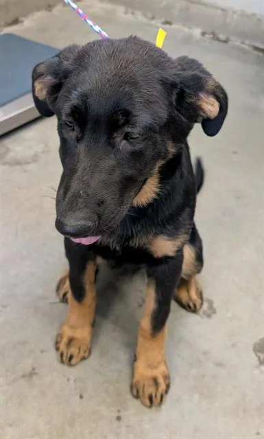 A baby large-sized female German Shepherd Dog dog named Elm for adoption in Camarillo, CA