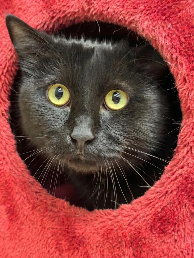 An adult medium-sized male Domestic Short Hair cat named Alister for adoption in Midland, TX