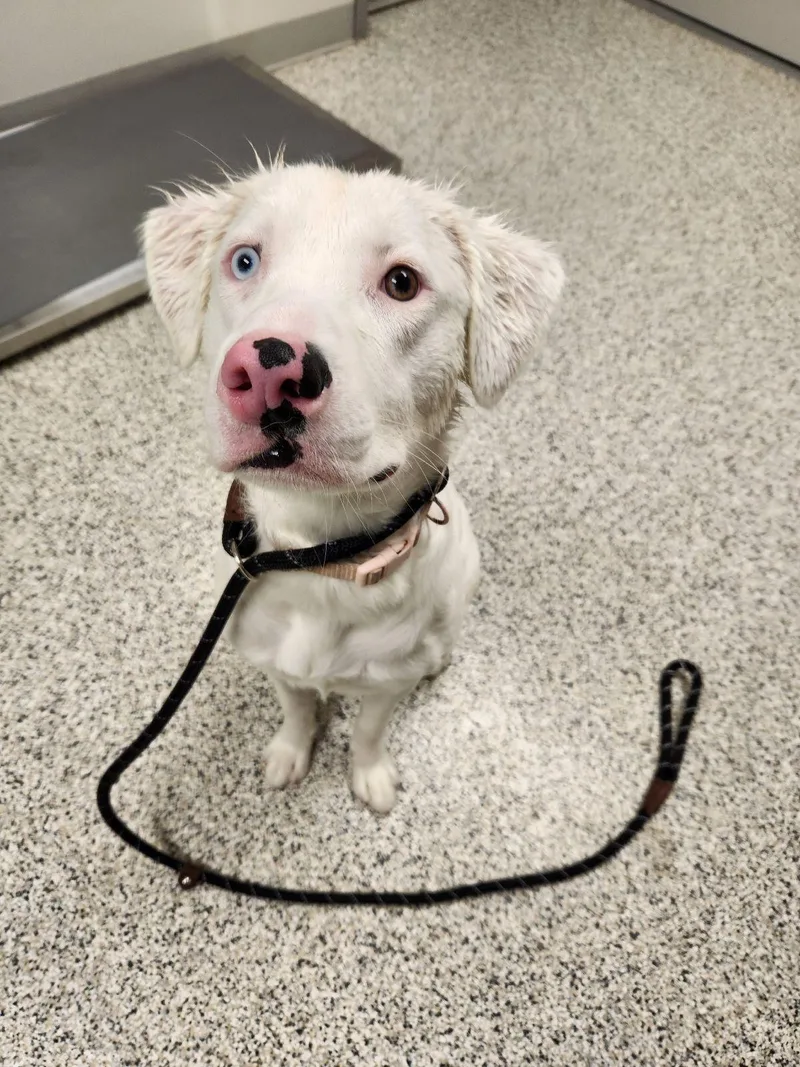 A baby medium-sized female Australian Shepherd dog named Rema for adoption in Liberty, MO