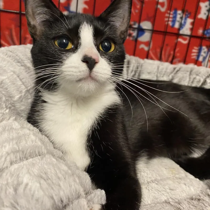 A young small-sized female Black Domestic Short Hair cat named Pocket for adoption in North Branford, CT
