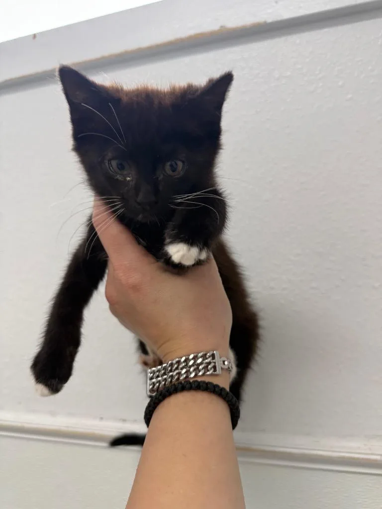 A baby small-sized female Domestic Short Hair cat named Peach for adoption in Brookings, OR