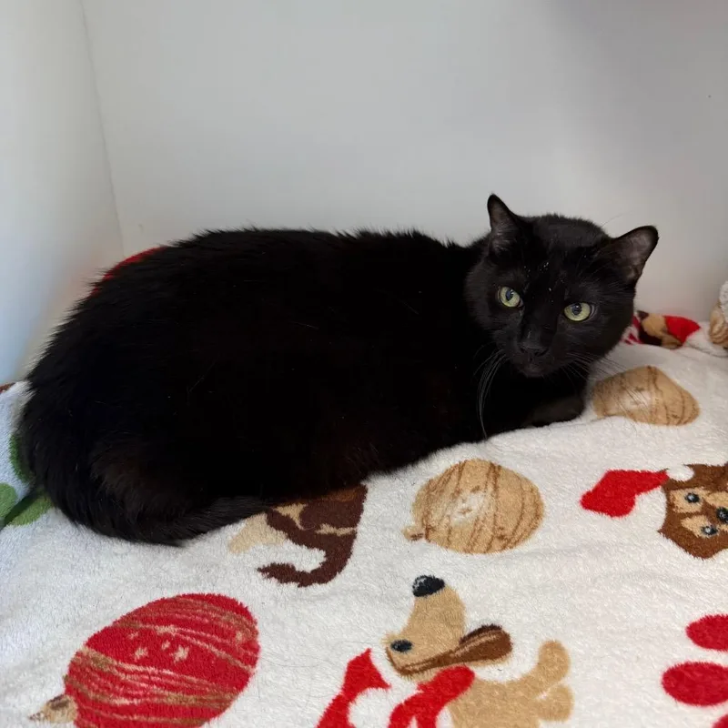 A senior large-sized female Black Bombay cat named Gypsy for adoption in Port Richey, FL