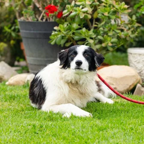 A young large-sized female Border Collie dog named Brooke for adoption in Camarillo, CA