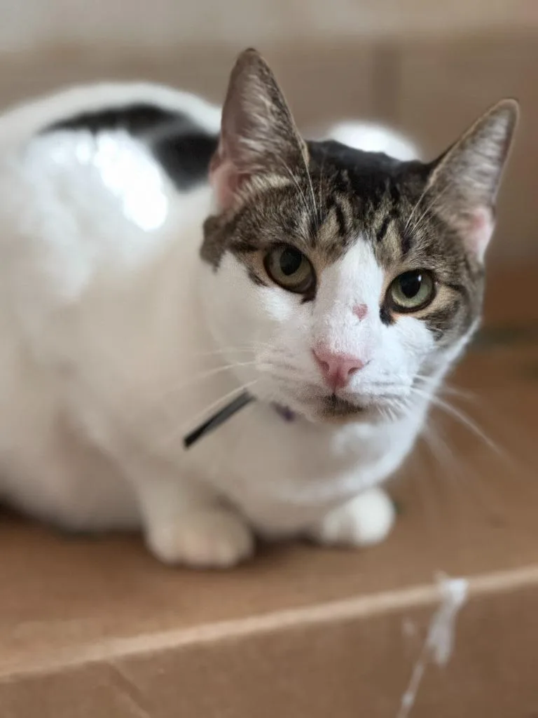 Domino Aka Batman thumbnail 2