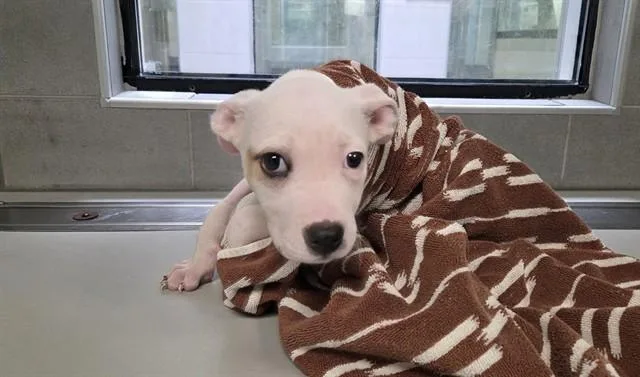 A baby small-sized female Pit Bull Terrier dog named Penelope for adoption in Garland, TX