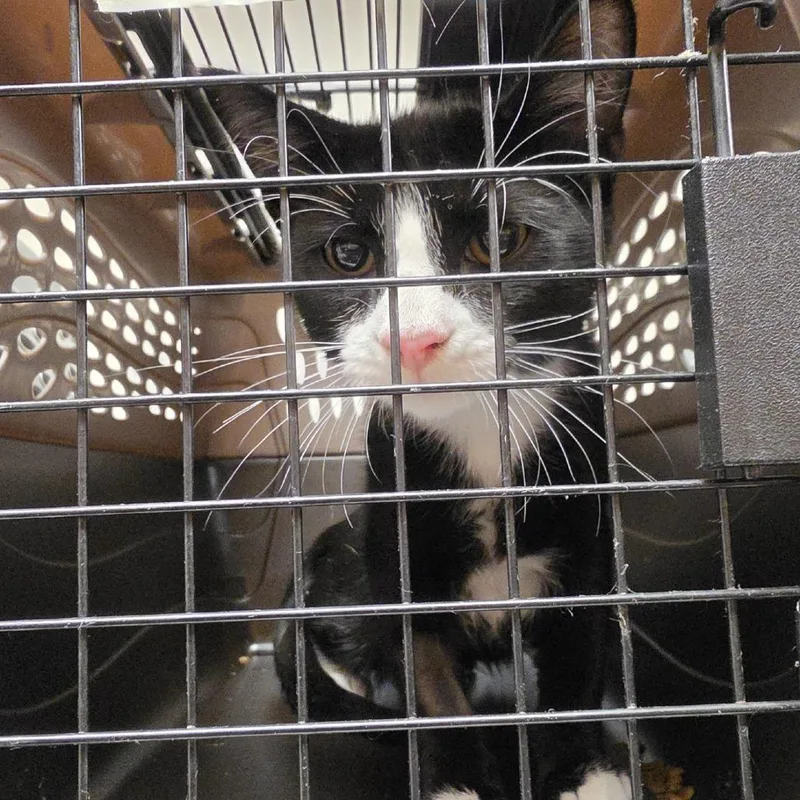 A young small-sized male Domestic Short Hair cat named SSNCWildlife___ for adoption in Canton, NC