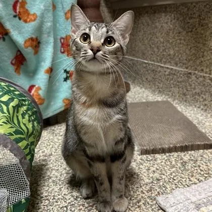A young medium-sized female Domestic Short Hair cat named Mocha for adoption in Merriam, KS
