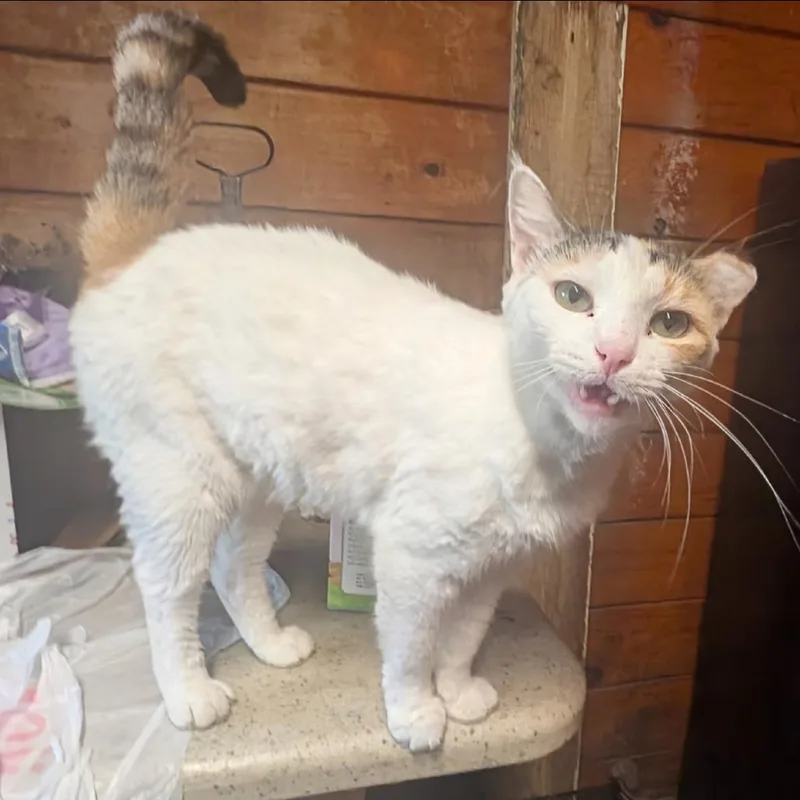 An adult small-sized female White Domestic Short Hair cat named Svettlana for adoption in Long Beach, CA